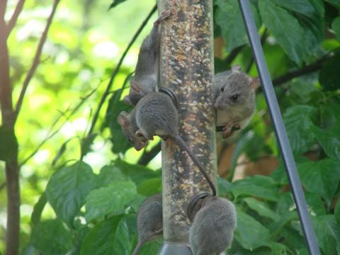 rats dangling from a birdfeeder